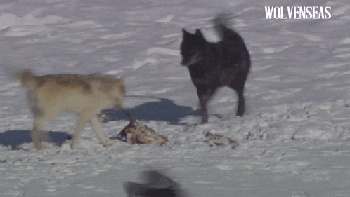 Wolf Northwestern Wolf GIF - Wolf Northwestern Wolf Yellowstone GIFs