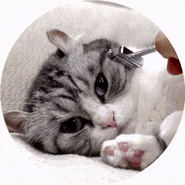 a cat is being brushed with a fork