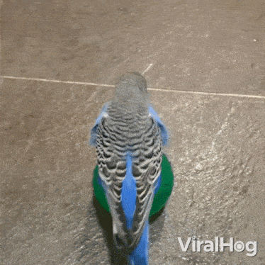 Balancing On The Ball Blue Bird GIF - Balancing On The Ball Blue Bird Viralhog GIFs