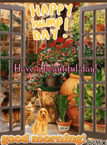 a picture of a dog in front of a window with the words happy hump day have a beautiful day
