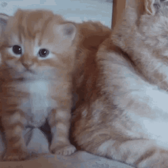 Cat Red Cat GIF - Cat Red Cat Kitten GIFs
