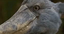 Seriously Eyeroll GIF - Seriously Eyeroll Bird GIFs