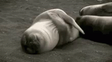 Hug Seal GIF - Hug Seal GIFs