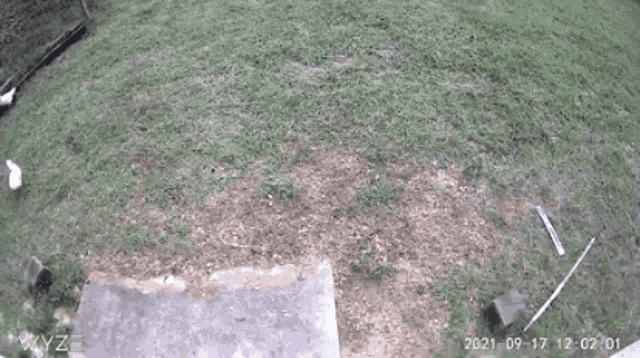 a group of turkeys are standing in the grass in a yard .