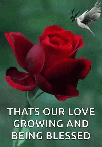 Rose Our Love Growing GIF - Rose Our Love Growing In Love GIFs