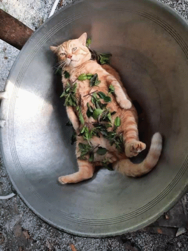 Cat Food GIF - Cat Food Cute GIFs