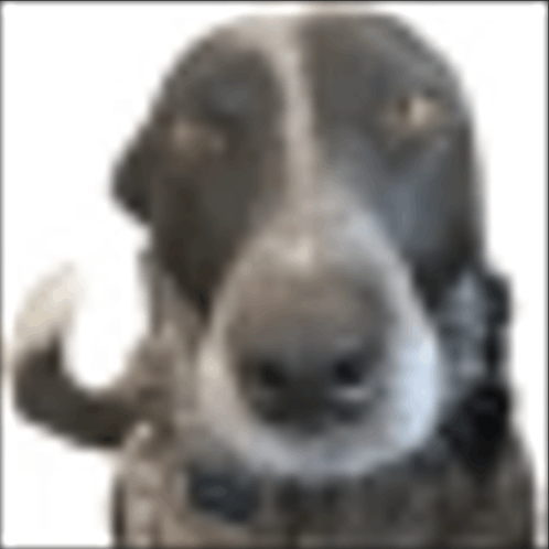 My Dog Gaming GIF - My Dog Gaming GIFs