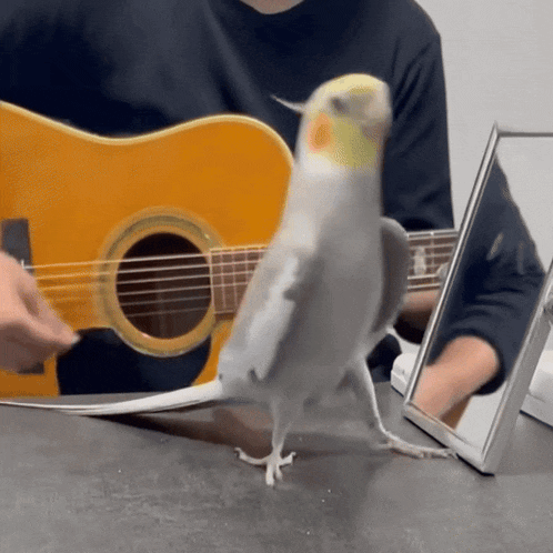 a person is playing a guitar and a bird is standing next to it .
