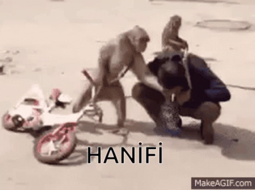 Hanifi Maymun GIF - Hanifi Maymun Monkey GIFs