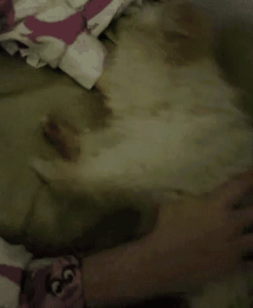 a close up of a person petting a dog with a pink and white blanket in the background