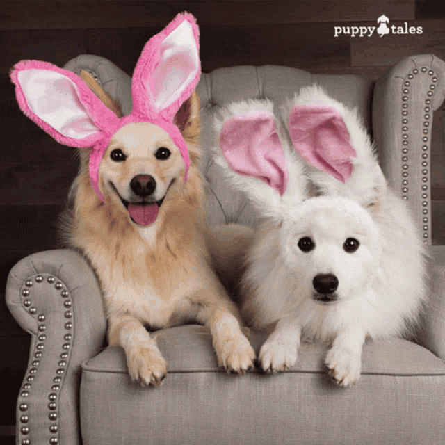 two dogs wearing pink and white bunny ears are sitting in a chair with puppy tales in the background