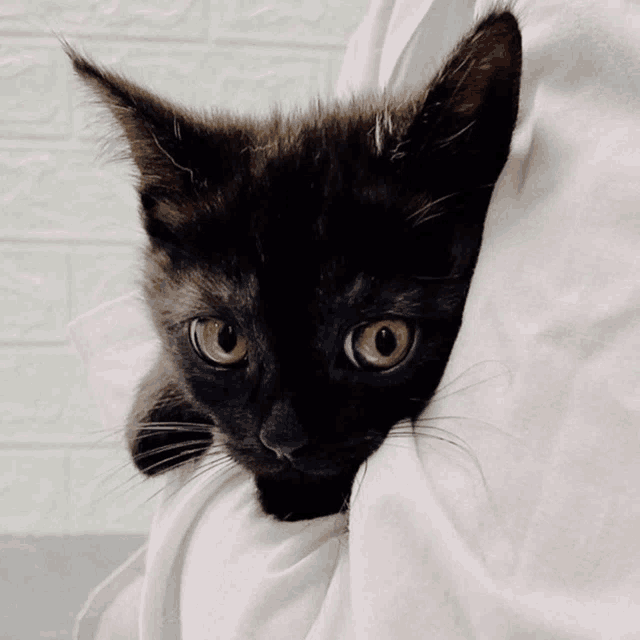 a black cat is laying on a white cloth