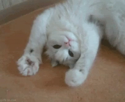 Cat Waving GIF - Cat Waving GIFs