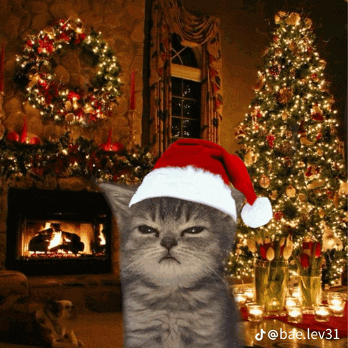 a cat wearing a santa hat is standing in front of a christmas tree