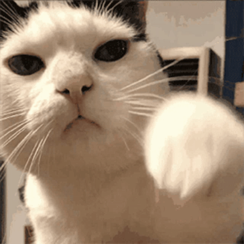 Cat Smack GIF - Cat Smack GIFs