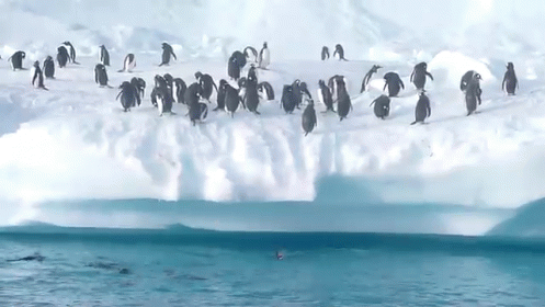 Success GIF - Birds Penguins Jump GIFs