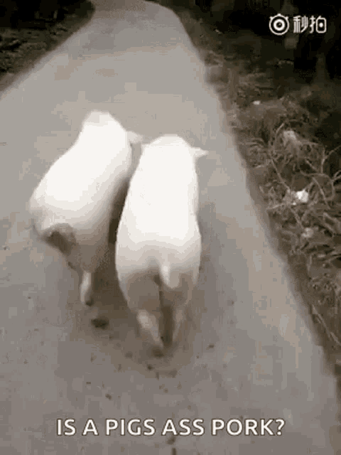 Pig Booty GIF - Pig Booty Ass GIFs