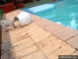 Pug Falling Into A Hole - Hole GIF - Hole Ball Pool GIFs