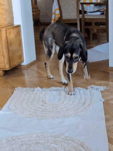 a dog standing next to a rug that says ' u ' on it