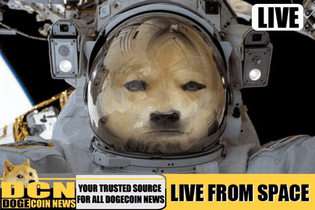 Dogecoin News Dogecoin GIF - Dogecoin News Dogecoin Dogecoin To The Moon GIFs