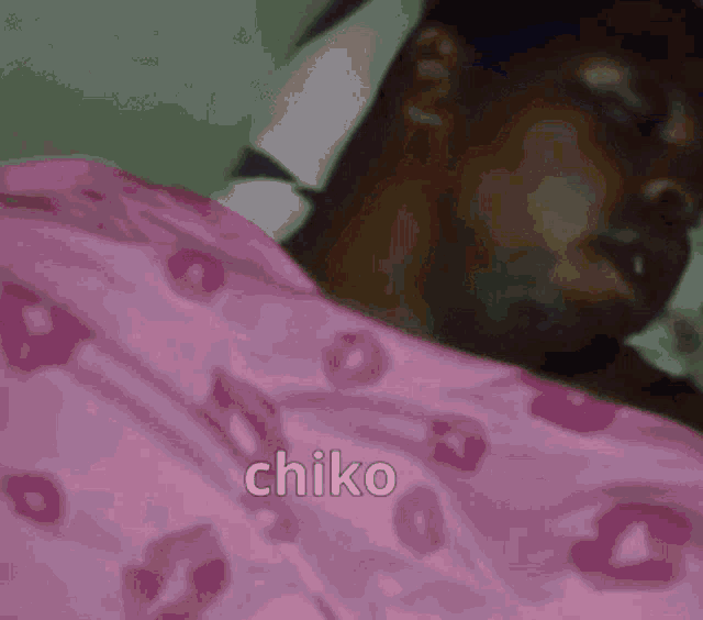 Chiko GIF