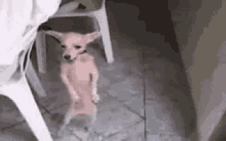 a small dog is standing on its hind legs on a tiled floor .