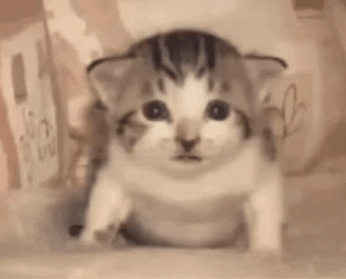 a brown and white kitten is sitting on a table looking at the camera .