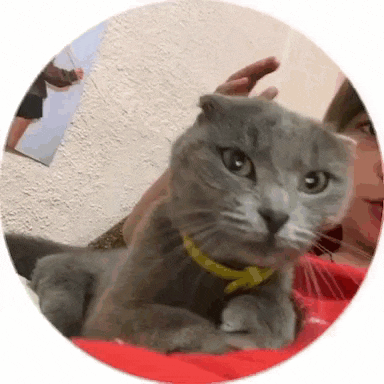 a scottish fold cat wearing a yellow collar is laying next to a person in a circle .
