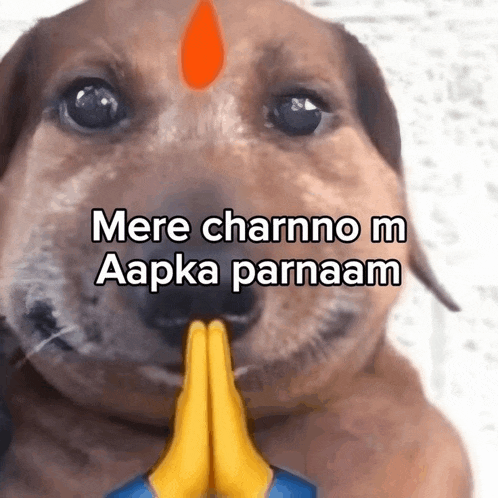 a dog with its hands folded and the words mere charmno m aapka parnaam written above it