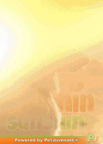a poster that says good morning sunshine with a picture of a dog