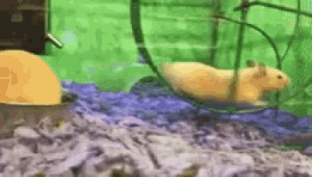 a hamster is running in a hamster wheel on a green background .