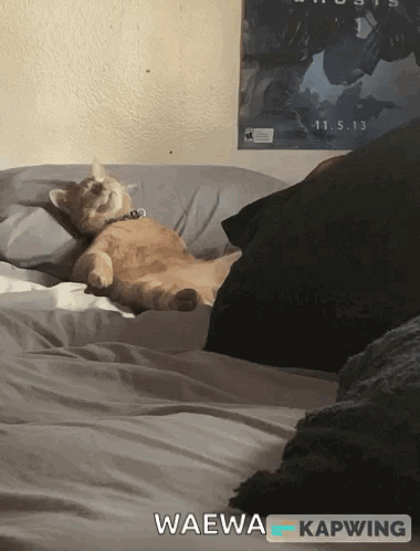 Lazycat Lazy Cat GIF