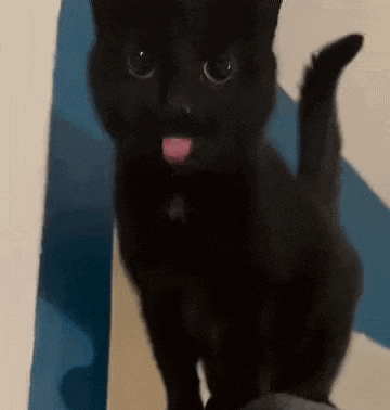 a black cat is sticking its tongue out while standing next to a wall .