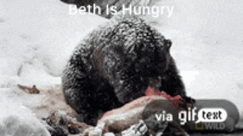 Rip Is Busy Bear Is Hungry GIF - Rip Is Busy Bear Is Hungry Nomnom GIFs