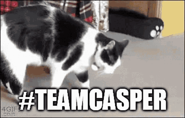 Teamcasper Cat GIF - Teamcasper Teamcas Cat GIFs