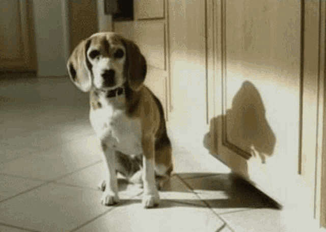 a brown and white dog sitting on a tile floor