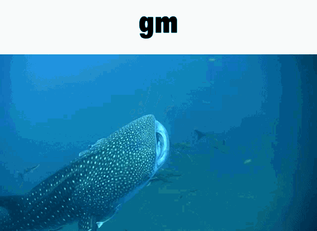 Whale Shark Good Morning GIF - Whale Shark Good Morning Gm GIFs