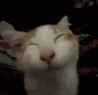 a white and orange cat is smiling with its eyes closed .
