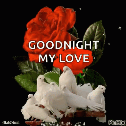 Goodnight Love GIF - Goodnight Love Birds GIFs