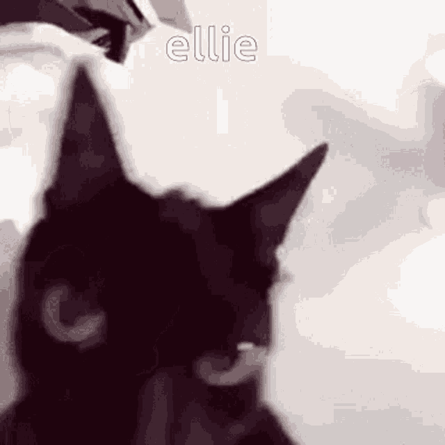 Ellie Forellie GIF - Ellie Forellie Elliecat GIFs