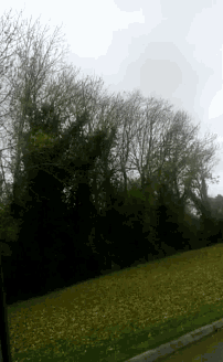 a row of trees without leaves are lined up in a field
