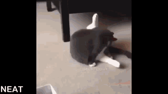 a black and white cat is laying down on the floor under a table .