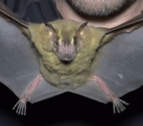 Baby Bat GIF - Baby Bat In GIFs