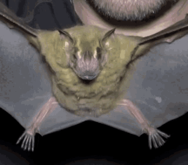 a close up of a bat with its wings spread looking at the camera