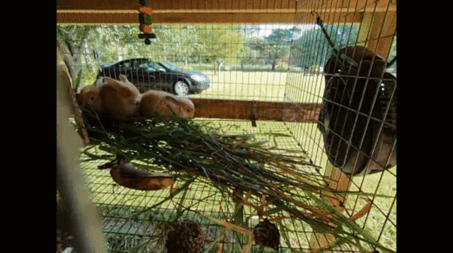 three guinea pigs are eating grass in a cage with a car in the background