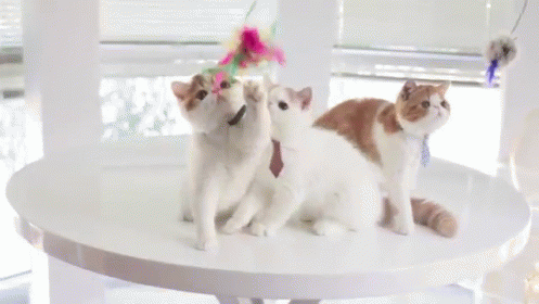 Strictly Business GIF - Cat Business Tie GIFs