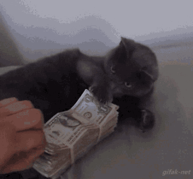 Cat Money GIF - Cat Money Mine GIFs