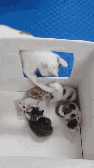 a group of kittens are playing in a cardboard box with a blue mat behind them that says " a3b4 "