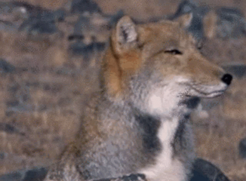 Tibetan Sand Fox Fox GIF