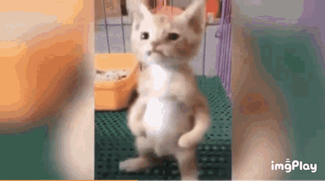 a kitten is standing on its hind legs on a green mat in a cage .